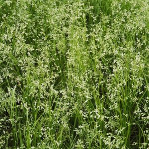 Ожика предгорная