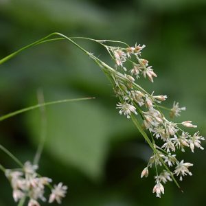 Ожика ожиковидная