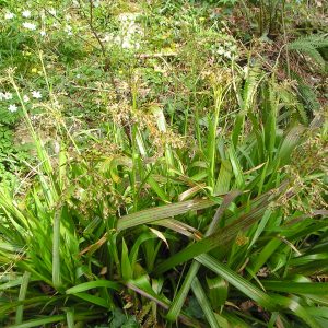 Ожика лесная "Select"