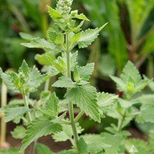 Котовник кошачий