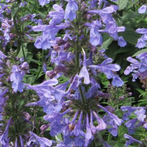 Котовник полусидячий "Blue Dreams"