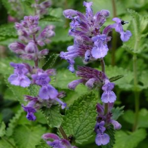 Котовник Фассена "Felix"