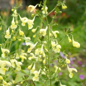 Котовник Гованиана