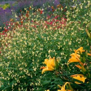 Котовник Гованиана