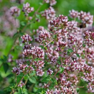 Душица обыкновенная "wild form"