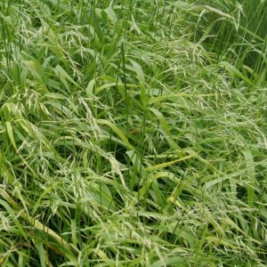 Овсяница гигансткая