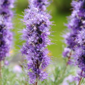 Фацелия шелковистая