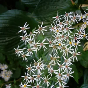 Астра растопыренная