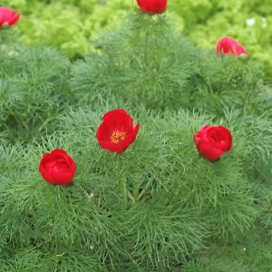 Пион тонколистный