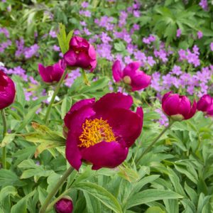 Пион банатский