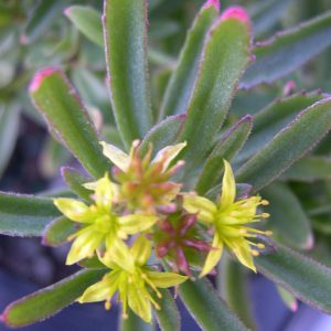 Очиток Миддендорфа var. striatum