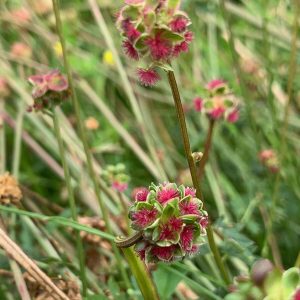 Кровохлёбка малая