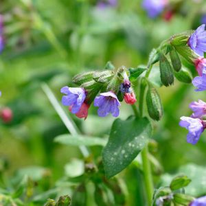 Медуница лекарственная