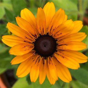 Рудбекия волосистая "Marmelade"