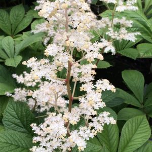 Роджерсия бузинолистная