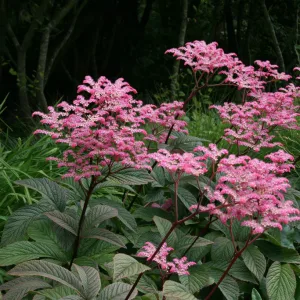 Роджерсия перистая