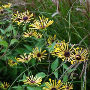 Рудбекия почтивойлочная