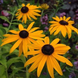 Рудбекия блестящая "Goldsturm"