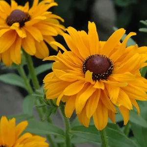 Рудбекия волосистая "Goldilocks"