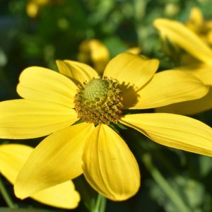 Рудбекия рассеченная