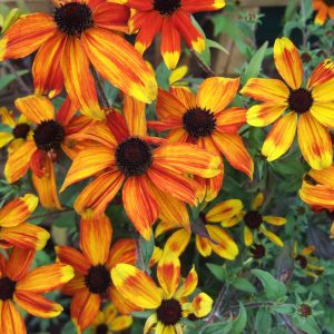 Рудбекия трехлопастная