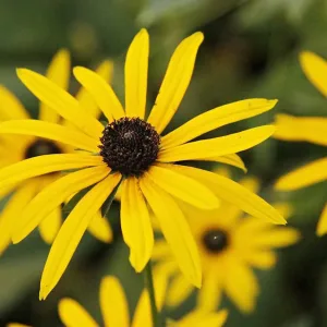 Рудбекия блестящая var. deamii