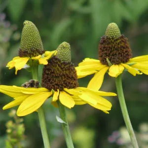 Рудбекия большая