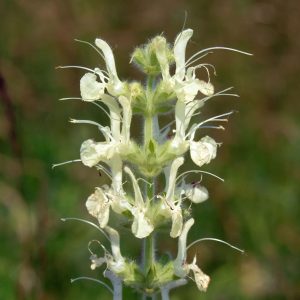 Шалфей австрийский