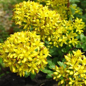 Очиток Сельского "Goldilocks"