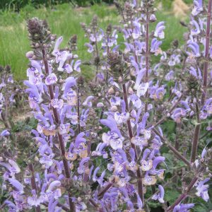 Шалфей moorcroftiana x indica "Shangri-La"