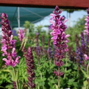 Шалфей дубравный "Merleau Rose"