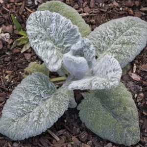 Шалфей серебристый