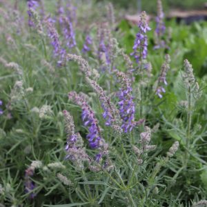 Шалфей Юрисича