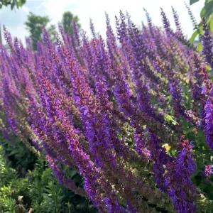 Шалфей дубравный "Violettkönigin"