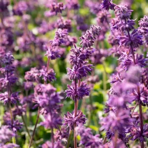 Шалфей вертикальный