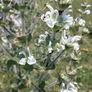 Шалфей шершавый "Good Hope"