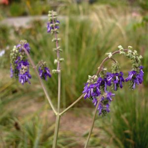 Шалфей поникающий