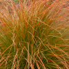 Осока терракотовая