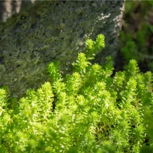 Очиток едкий "Oktoberfest"