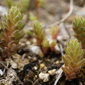 Очиток четырёхмерный