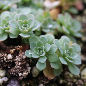 Очиток глаукофиллум