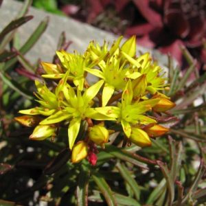 Очиток Миддендорфа var. striatum