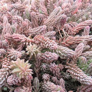 Очиток горный ssp. orientale