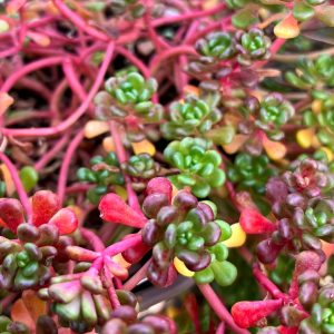 Очиток орегонский