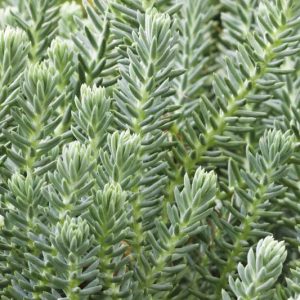 Очиток отогнутый