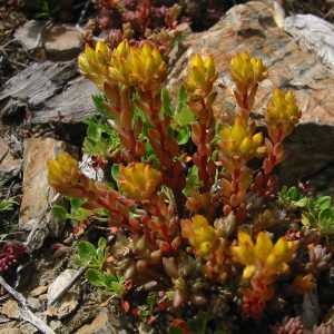 Очиток ланцетовидный