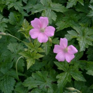 Герань Эндресса