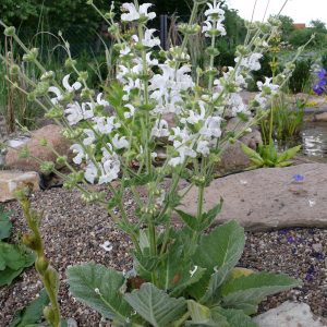 Шалфей серебристый