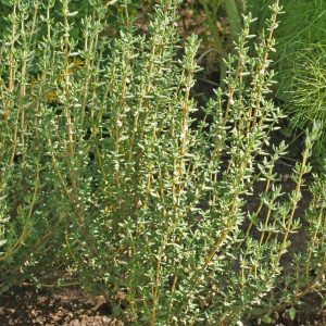 Тимьян обыкновенный "German Winter"