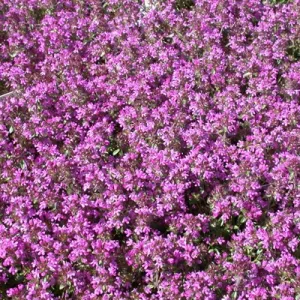 Тимьян ползучий